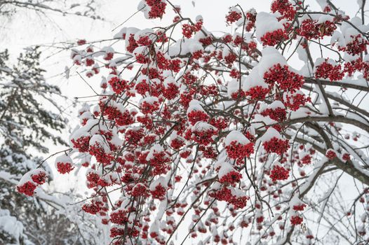 Beauty winter landscape with fair trees under the snow.
