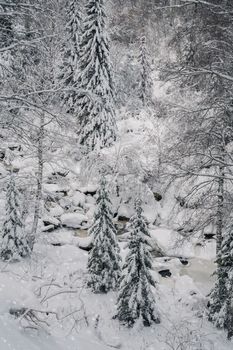 Beauty winter landscape with fair trees under the snow.