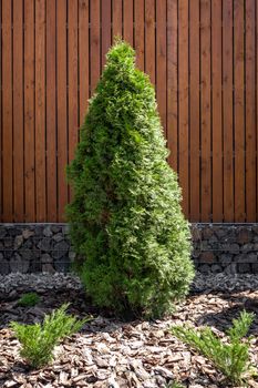 Thuja tree in country home landscape on the background of a wall facade of low building. Coniferous gardening in backyard.