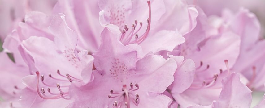 Pale pink Rhododendron flower petals. Macro flowers background for holiday design. Soft focus