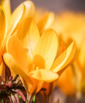 Abstract floral background, yellow crocus flower petals. Macro flowers backdrop for holiday brand design