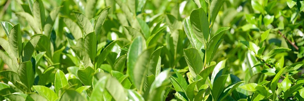 Closeup fresh tea leaves in morning sunlight. Cultivation collection and processing of tea concept