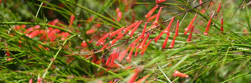 Small orange flowers in grass. Red needle flowers in garden concept