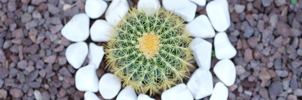 Small beautiful green cactus around white stones. Beautiful floral design concept
