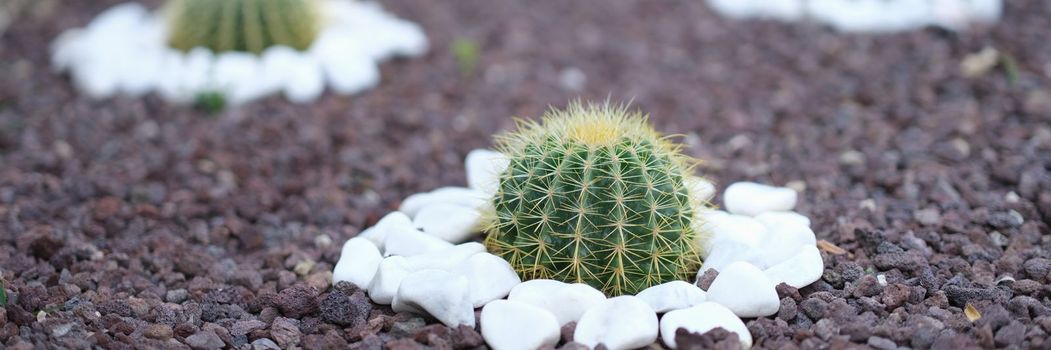 Flowerbed of beautiful little cacti among stones. Exotic plants outdoors concept