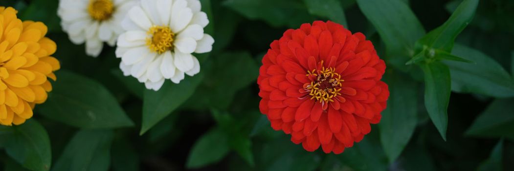 Red white yellow flowers on green garden bed in summer. Summer beautiful flowers concept