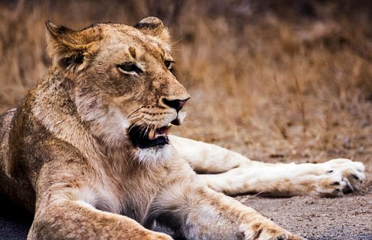 Lion, (Panthera leo), Kruger National Park, Mpumalanga, South Africa, Africa