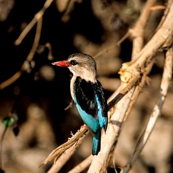 Brownhooded Kingfisher (Halcyon albiventris), Selous Game Reserve, Morogoro, Tanzania, Africa