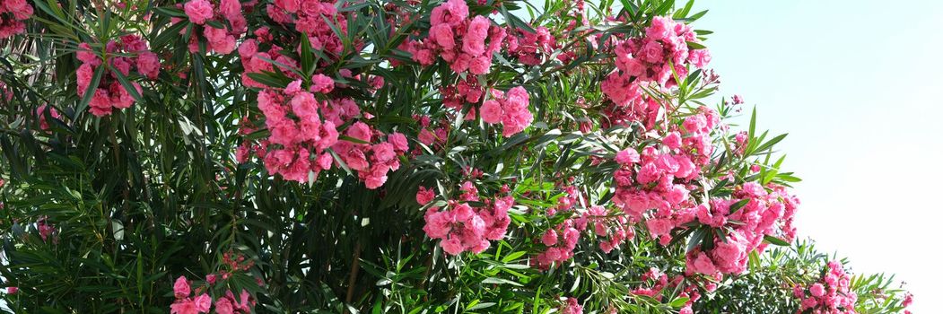 Oleander flowers as floral background. Beautiful pink red small flowers in the garden concept