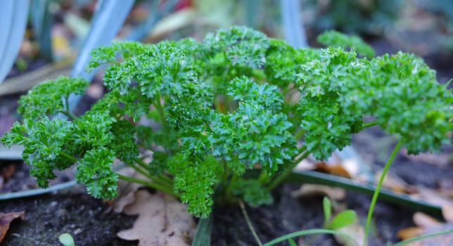 A parsley plant growing in a herb garden. Seen in Wilsum, Germany