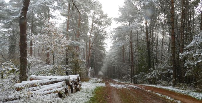 The first snow this year. Some trees have not lost their leaves yet. A pile of logs with a layer of snow on top. A wide forest path