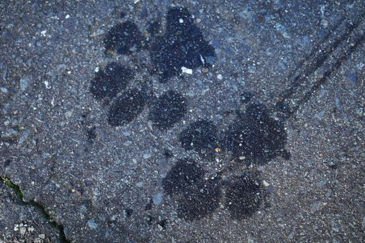 Wet footprints of a dog on a pedestrian walkway. The dog had walked on wet grass