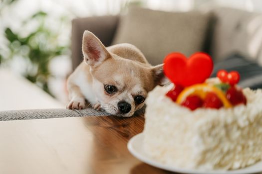 Dog wanted Valentine's Day cake. Funny chihuahua asking sweet pie with heart shape for Valentine day.