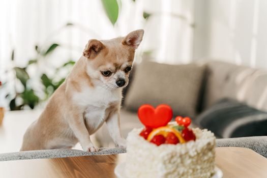 Dog wanted Valentine's Day cake. Funny chihuahua asking sweet pie with heart shape for Valentine day.