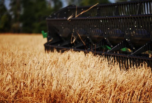 Agricultural combine harvester in the field during harvest ripe wheat. Combine working on a wheat field. Harvester during harvesting. Combine Harvester harvesting crops, Closeup of the harvesting tool