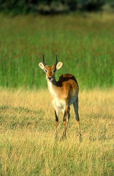 Lechwe (Kobus leche), Moremi Wildlife Reserve, Ngamiland, Botswana, Africa