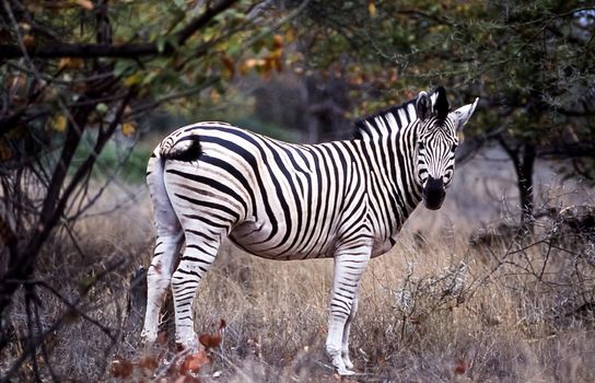 Plains Zebra, (Equus burchellii), Kruger National Park, Mpumalanga, South Africa, Africa