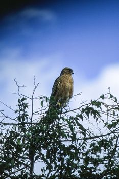 Brown Snake Eagle (Circaetus cinereus), Central Kalahari Game Reserve, Ghanzi, Botswana, Africa