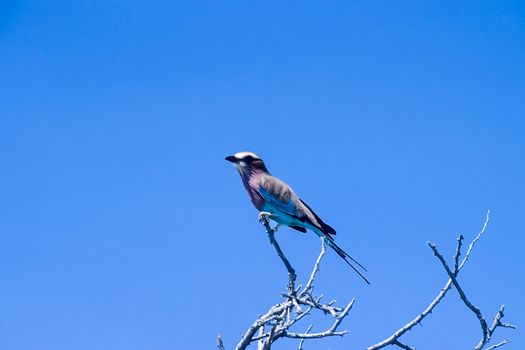 Lilacbreasted Roller, (Coracias caudata), Africa, Namibia, Oshikoto, Etosha National Park