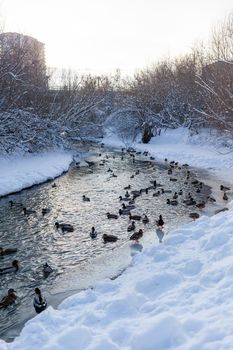 Ducks swim in the river in the city's public park in winter. Migration of birds. Ducks and pigeons in the park are waiting for food from people.