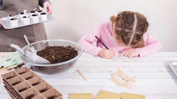 Little girl helping to plant herb seeds into small containers for a homeschool project.