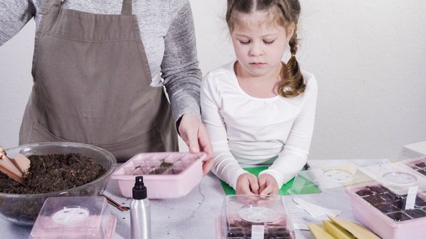 Little girl helping planting seeds in seed propagator with soil.