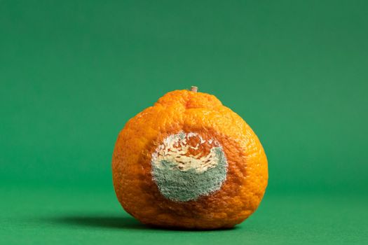 Moldy orange. Rottan moldy fruit. Mould, mildew covered foods. Concept of stop food waste day.