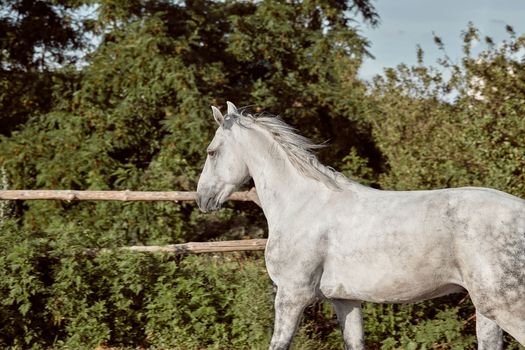 Beautiful, quiet, white horse waits in paddock. Animals on the ranch.