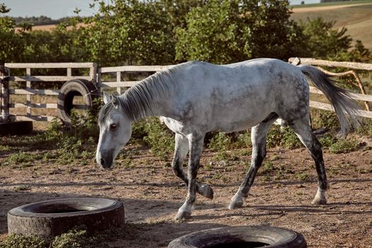 Beautiful, quiet, white horse waits in paddock. Animals on the ranch.