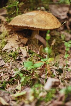 Close-up view of mushroom on the ground in the forest, purposely blurred. Forest mushrooms