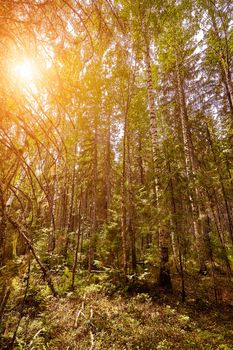 Birch trees with long shadows in summer. Forest background. Sun flare