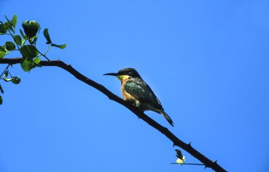 Little Bee-eater (Merops pusillus), Moremi Wildlife Reserve, Ngamiland, Botswana, Africa