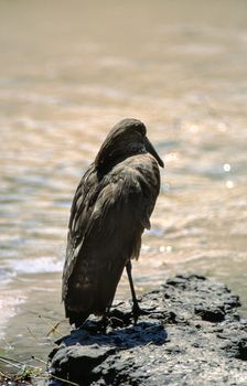Hamerkop (Scopus umbretta), Moremi Wildlife Reserve, Ngamiland, Botswana, Africa