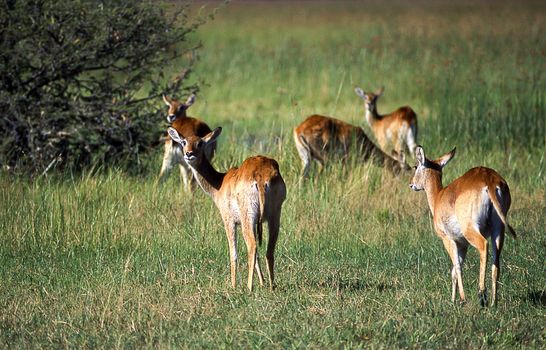Lechwe (Kobus leche), Moremi Wildlife Reserve, Ngamiland, Botswana, Africa