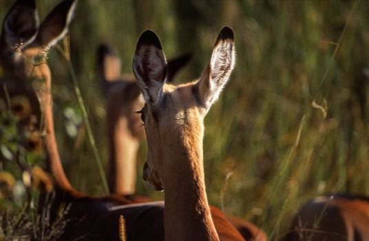 Impala (Aepyceros melampus), Moremi Wildlife Reserve, Ngamiland, Botswana, Africa