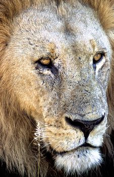 Lion (Panthera leo), Moremi Wildlife Reserve, Ngamiland, Botswana, Africa