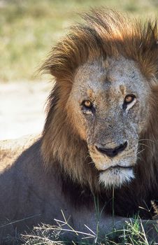Lion (Panthera leo), Moremi Wildlife Reserve, Ngamiland, Botswana, Africa