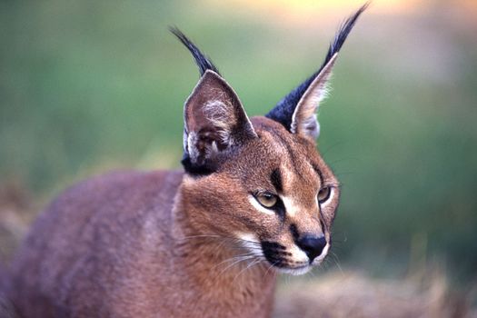 Caracal (Felix caracal), Maun, Ngamiland, Botswana, Africa