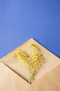 A sprig of Mimosa in a craft envelope on a blue background. Spring concept. Happy spring. A top view of a flat lay, place for text.