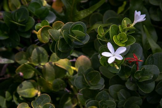 Carissa macrocarpa. white flowers and Green leaves background, Natal plum carisse, Shrub native to South africa, Selective focus.