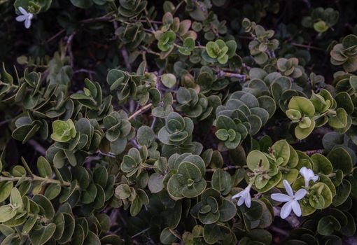 Carissa macrocarpa. white flowers and Green leaves background, Natal plum carisse, Shrub native to South africa, Selective focus.