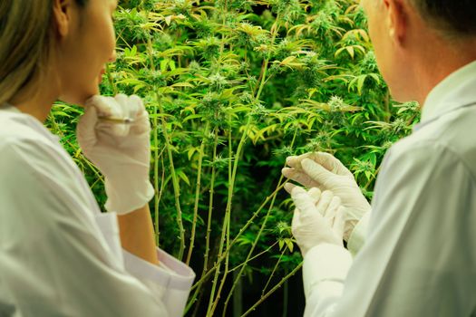 Two scientists discussing about gratifying cannabis plants in a curative indoor cannabis greenhouse. Products extracted from cannabis as an alternative medical treatment.