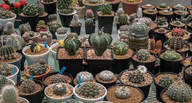 Many small beautiful cactus with feathers planted in different shapes and different colors growing in pots. Selective focus.