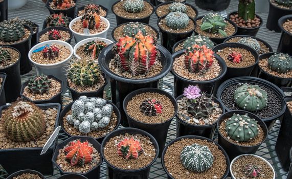 Many small beautiful cactus with feathers planted in different shapes and different colors growing in pots. Selective focus.