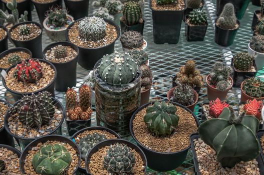 Many small beautiful cactus with feathers planted in different shapes and different colors growing in pots. Selective focus.