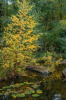 The autumn foliage of the trees is reflected in the pond. Autumn pond trees. Autumn trees reflection in water. Autumn nature landscape.