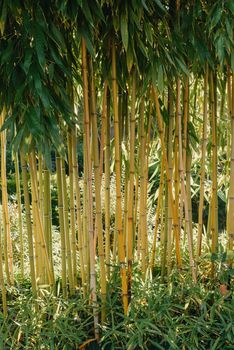 green bamboo tree in a garden,