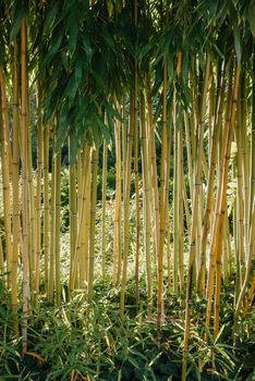 green bamboo tree in a garden,