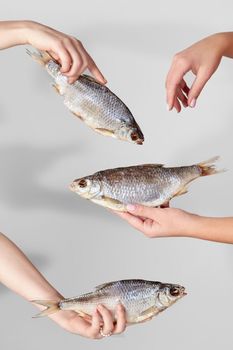 Female hands holding dried salted roach on gray background. Popular natural organic fish snacks