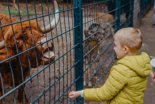 outdoor portrait of kids taking care and feeding a cow on a farm. boy in zoo feeds buffalo
